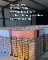 Toptan lohman Gezen Tavuk Yumurtası bilibili yumurta…