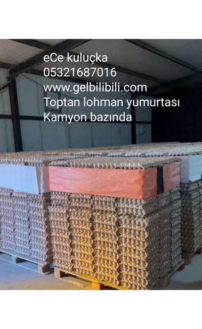 Toptan lohman Gezen Tavuk Yumurtası bilibili yumurta